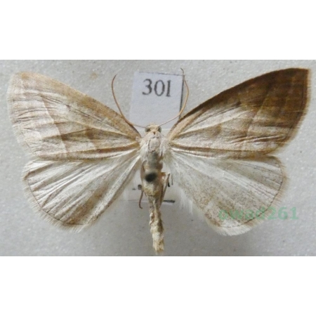 Petrophora chlorosata (Scopoli, 1763) Skalniak orliczak Czech30l